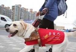 网友爆料欺负导盲犬视频,网友曝光令人愤慨一幕