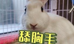 兔兔网红吃瓜事件,揭秘网络红人的争议瞬间