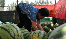 南乐乡村网红吃瓜,揭秘田间地头的趣味生活