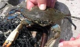 爆料渔民海鲜怎么做视频,视频教你轻松做美味佳肴